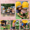 2歳児…きゅうり初収穫