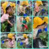 2歳児…野菜の収穫と水やり