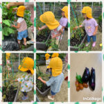 2歳児…野菜の収穫