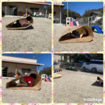 2歳児…キャタピラ競争