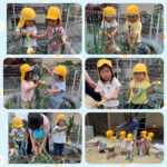 1,2歳児　玉ねぎ収穫