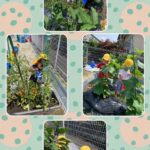 2歳児…野菜の水やり、プール、カルタ
