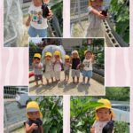 2歳児…野菜の収穫、コロコロドッヂ、粘土