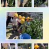 2歳児…野菜の収穫、プール、形を書く練習